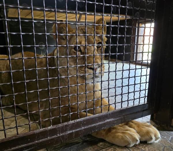 Photo of the Minsk City Committee of Natural Resources and Environmental Protection From setting up equipment to creating stocks of vegetables and hay. How the Grodno Zoo prepares for winter