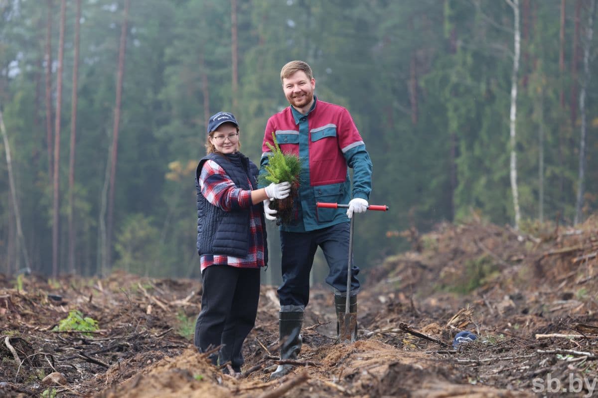More than 6.2 million trees: the Ministry of Forestry summed up the results of the Republican campaign to plant forests