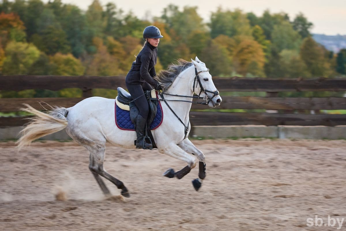 Warm-up. First lynx. Step (also known as rest). Galop. Then there is the execution of complex manege figures. And finally, the culmination of the whole workout is jump work!