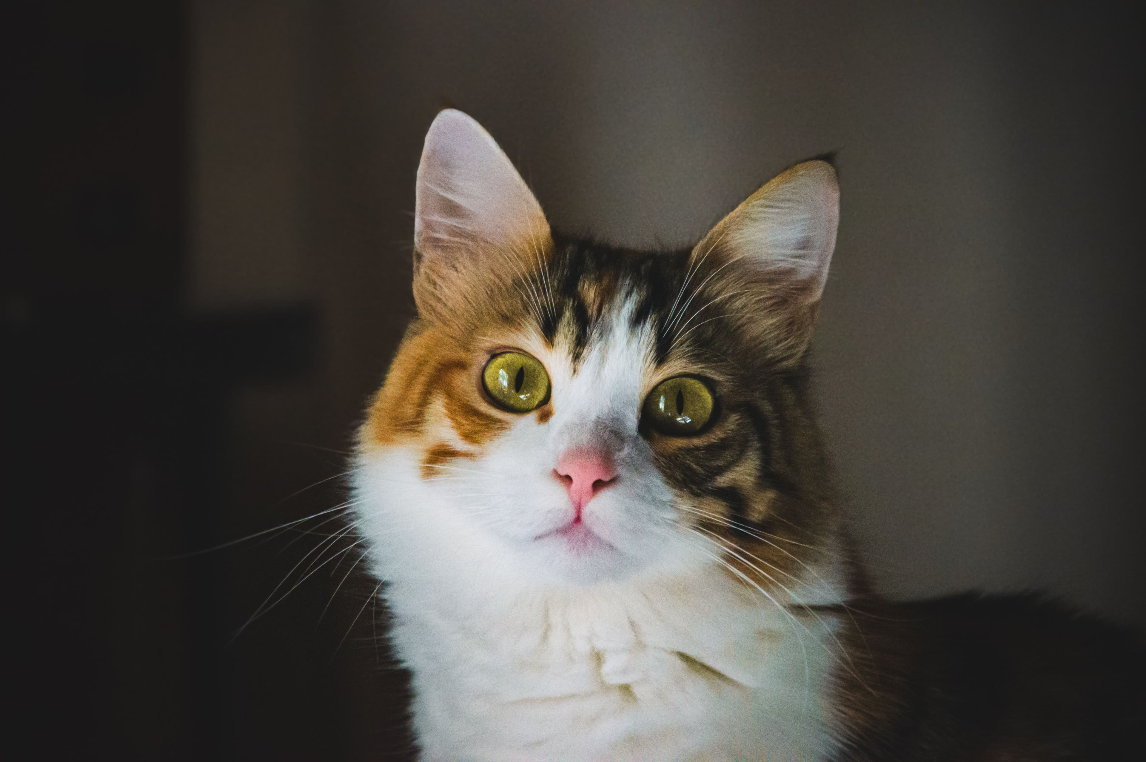 Иллюстративное фото pexels