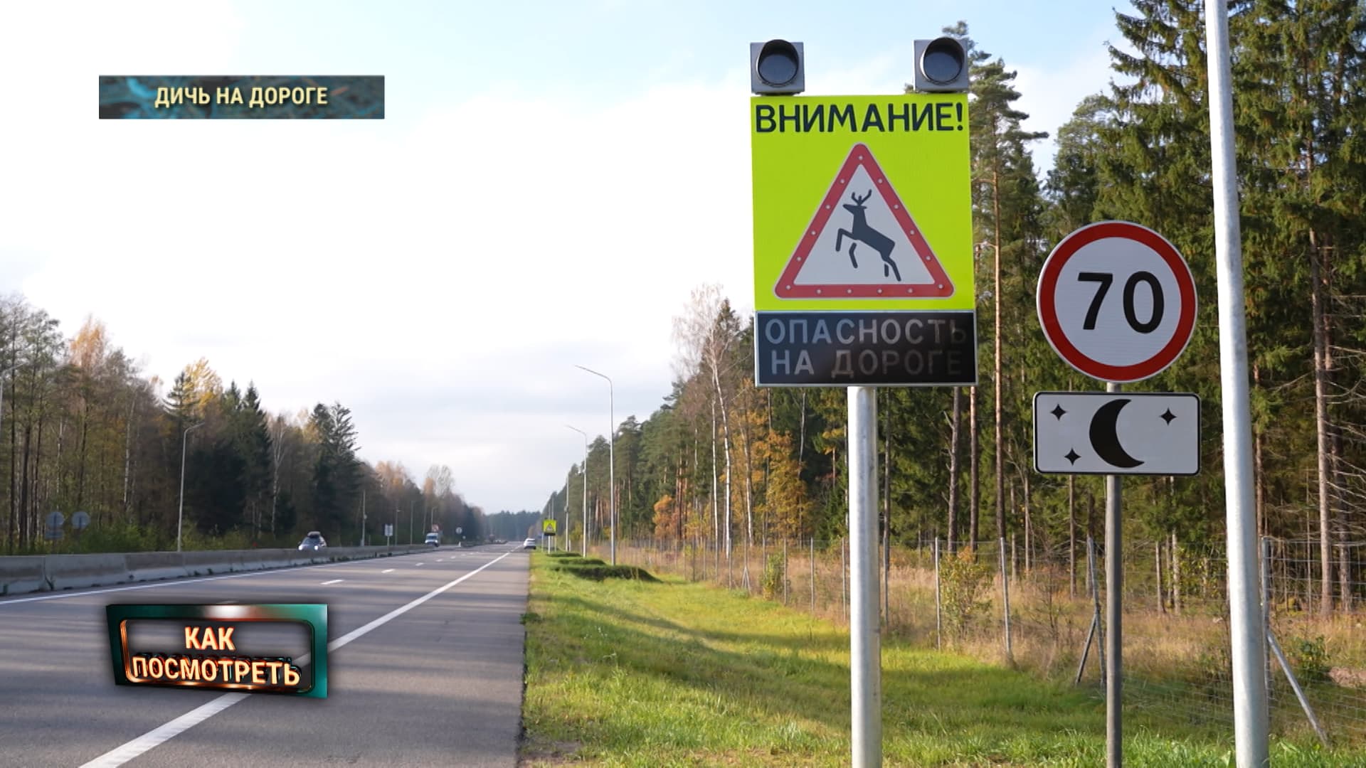 На загородной трассе — комплекс дорожных знаков: предупреждение о диких животных, ограничение скорости до 70 км/ч и указатель тёмного времени суток; по обе стороны — лесная зона.