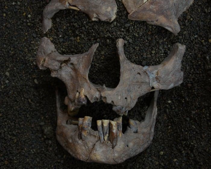 Indonesian foragers may have sucked on mind-altering nuts 25,000 years ago, research finds