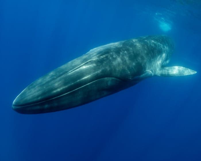 Iceland to submit bill that could ban whaling in its waters