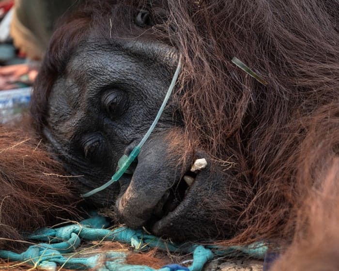 Indonesian wildfires threaten leading orangutan research site in Borneo