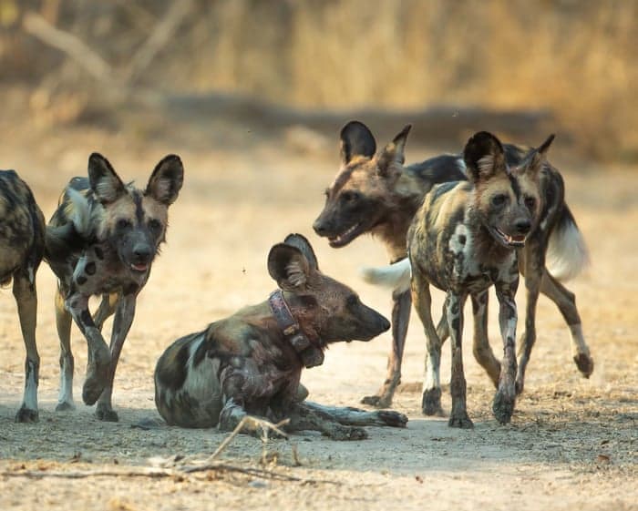 ‘Like a Disney movie’: Three wild dog brothers make Africa’s longest journey