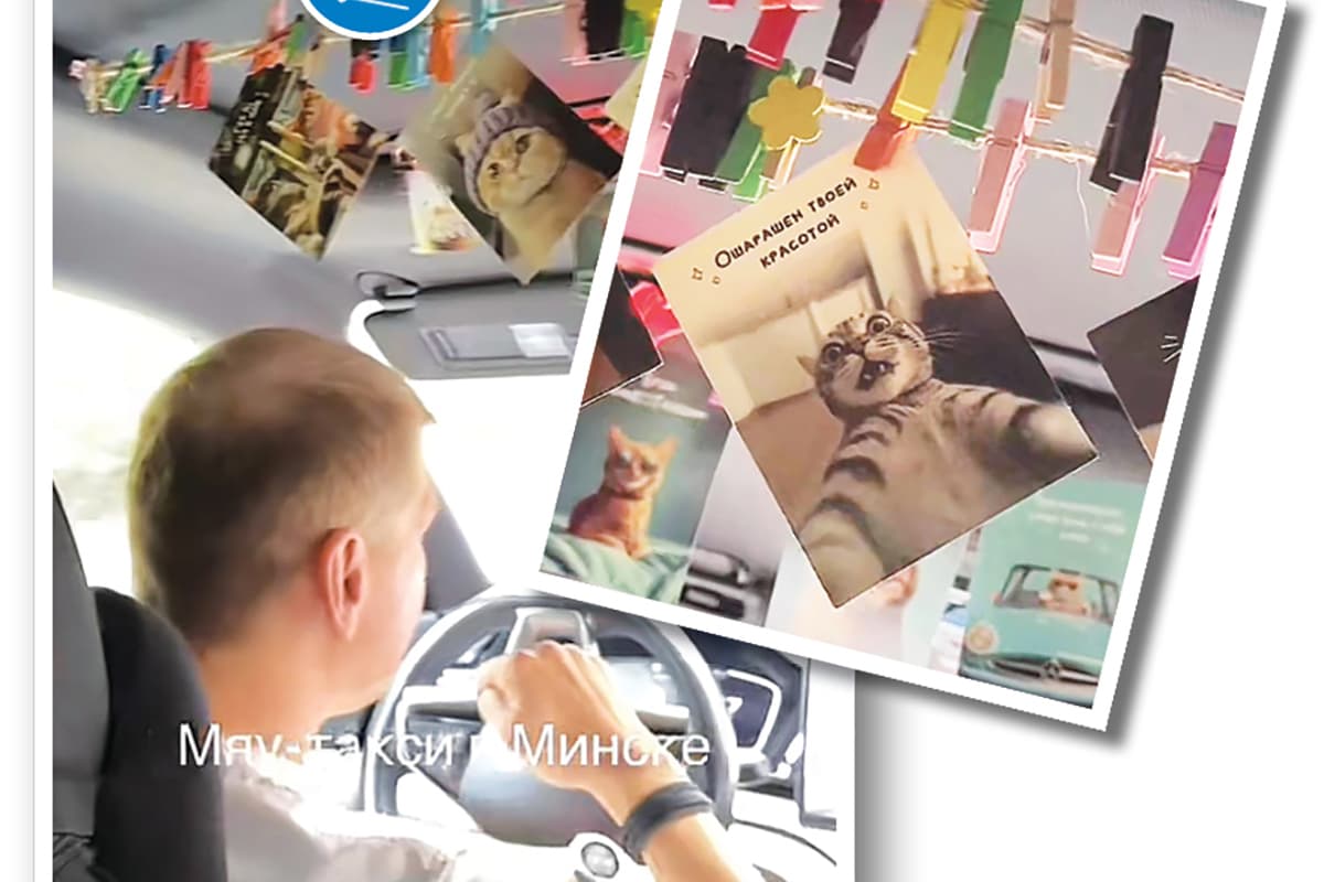 Мотивация от котиков и автолайфхаки на зиму. Что было популярно в TikTok на этой неделе
