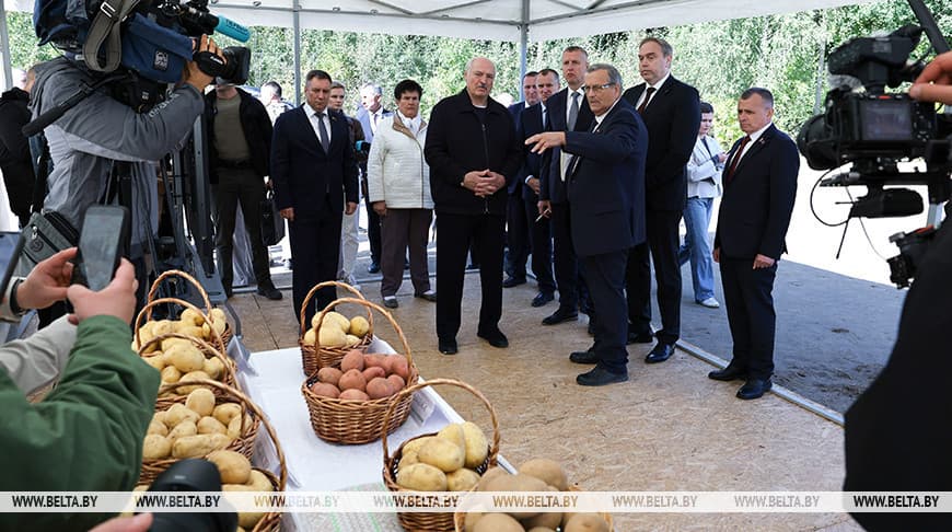 Лукашенко поручил найти рынки сбыта и увеличить площади под картофель в Беларуси