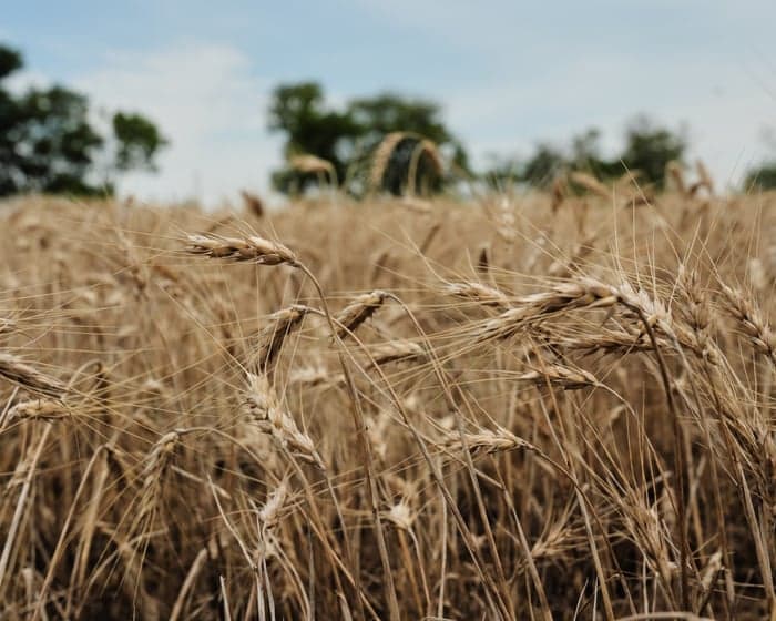 US wheat farmers navigate uncertainty amid drought and geopolitical chaos