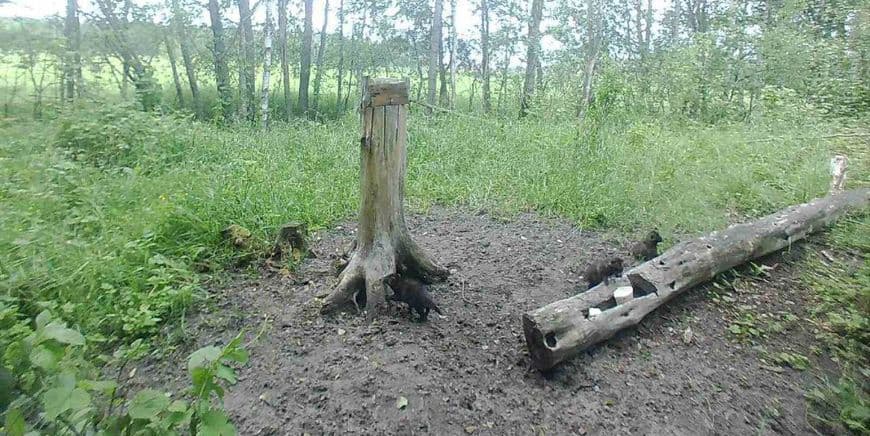 Что снимают фотоловушки в Жлобинском районе: самые интересный кадры