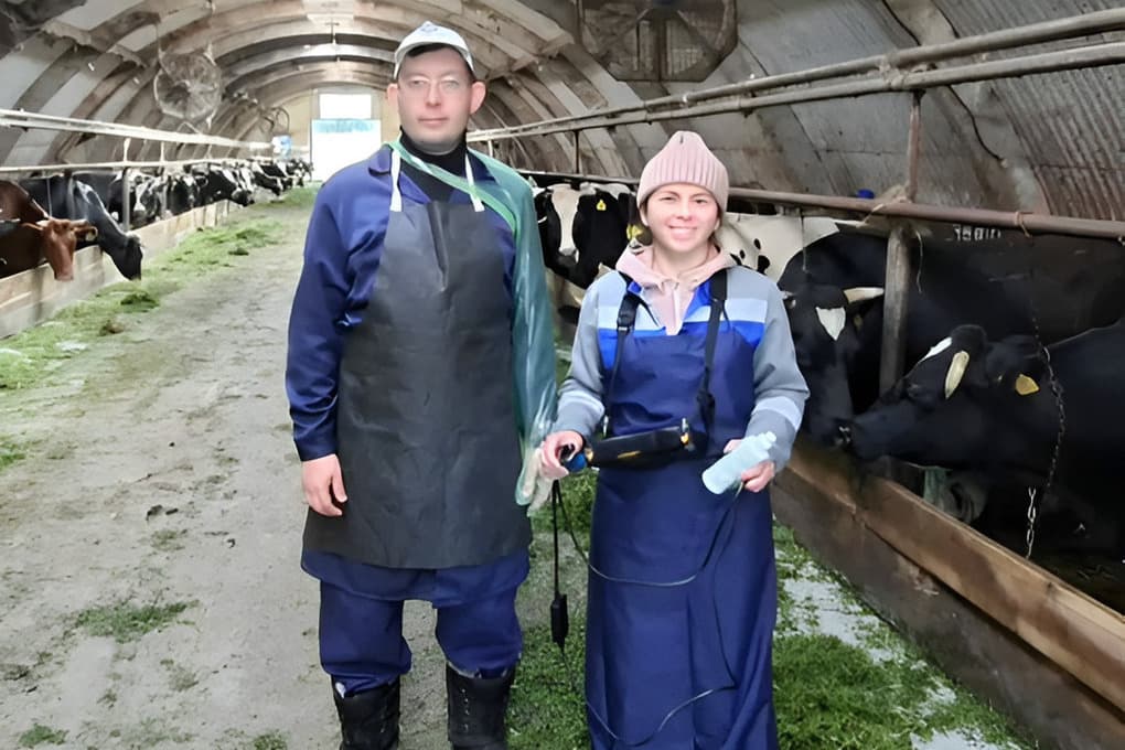 В Канашском округе более 50 коров обследовали на стельность