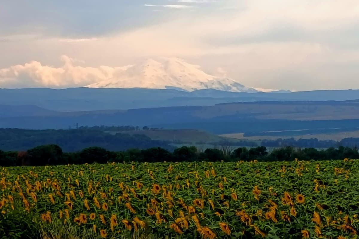 В Кабардино-Балкарии уборочная кампания кукурузы охватит 117 тыс. га