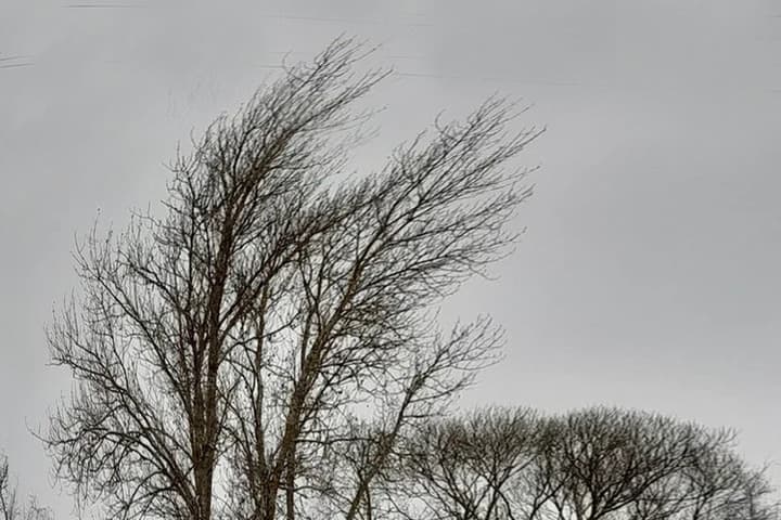 В Новгородской области ураганный ветер оставил без света 140 населённых пунктов