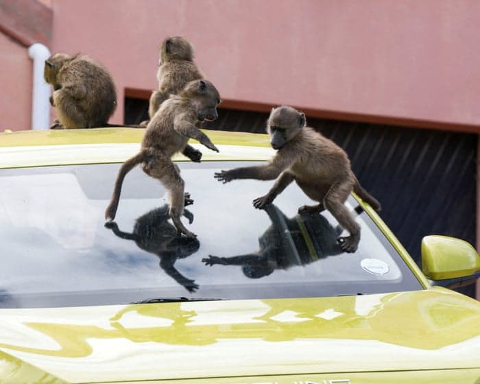 ‘It’s hard to sell a house when it’s covered in baboon faeces’: Cape Town divided over plan to remove its monkeys