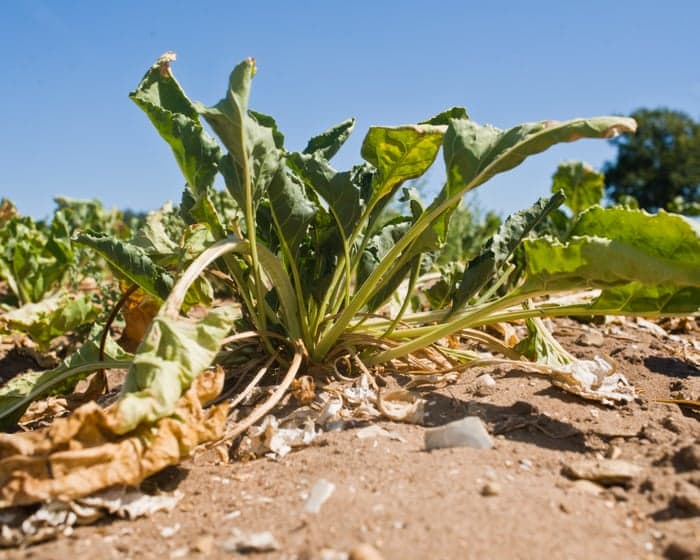 Most of UK’s essential food supply grown in drought-risk areas, report warns