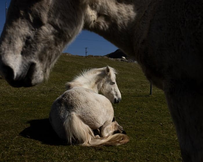 The endangered wild ponies of Eriskay in the Outer Hebrides – a photo essay