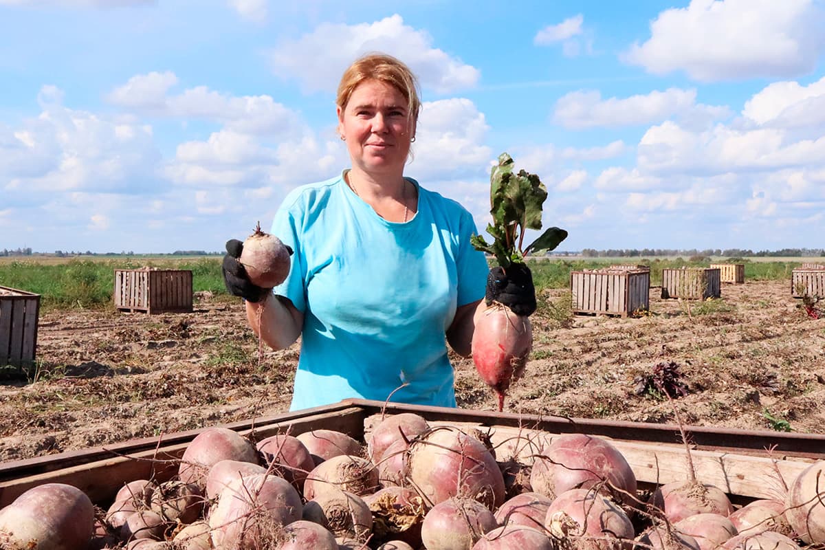 Картофель, свекла, яблоки: как продвигается сбор плодоовощной продукции в Могилевской области