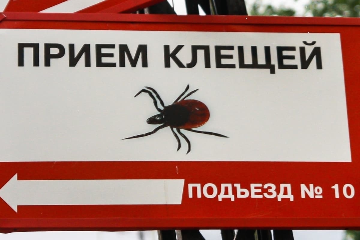 В Карелии снижается активность клещей: за неделю зафиксировано лишь 9 случаев укусов
