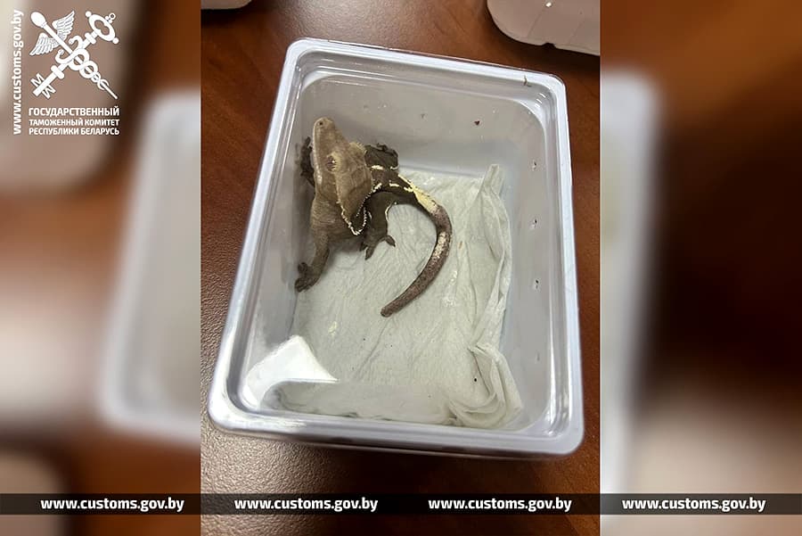 Россиянка пыталась незаконно провезти ящериц из Польши — теперь они будут жить в Минском зоопарке