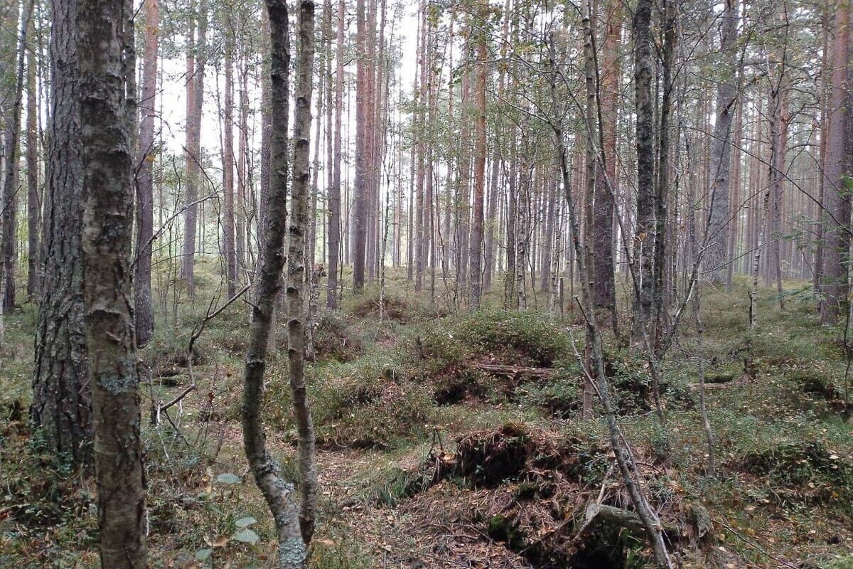 Дистанция – вот то, что нужно и людям, и диким животным