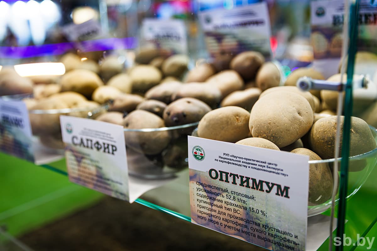 — Какие рынки сбыта для белорусского картофеля и продуктов переработки вы считаете наиболее перспективными?