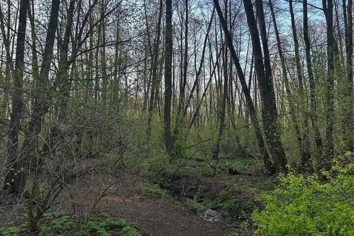 В белгородских лесах отменили особый противопожарный режим