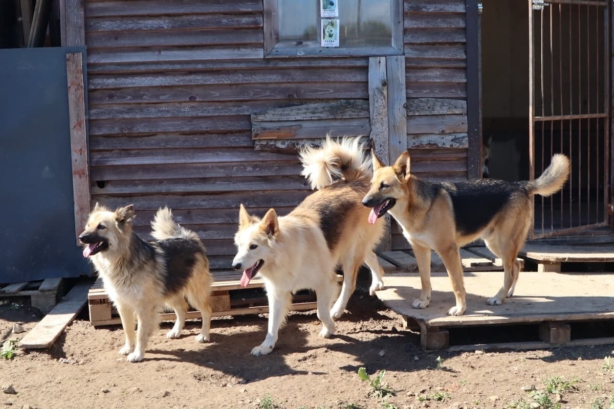 Animal shelters in the Leningrad Region will be able to buy out the land under them at a preferential price