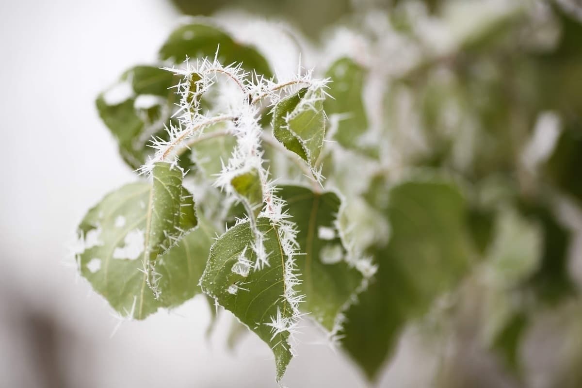 Volgograd weather forecasters warn of frost and gusty wind