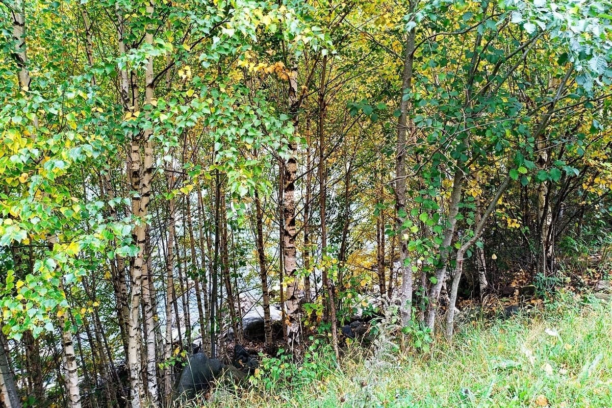 Das Ministerium für natürliche Ressourcen von Stavropol begann Feldinspektionen des Inhalts der Waldstreifen