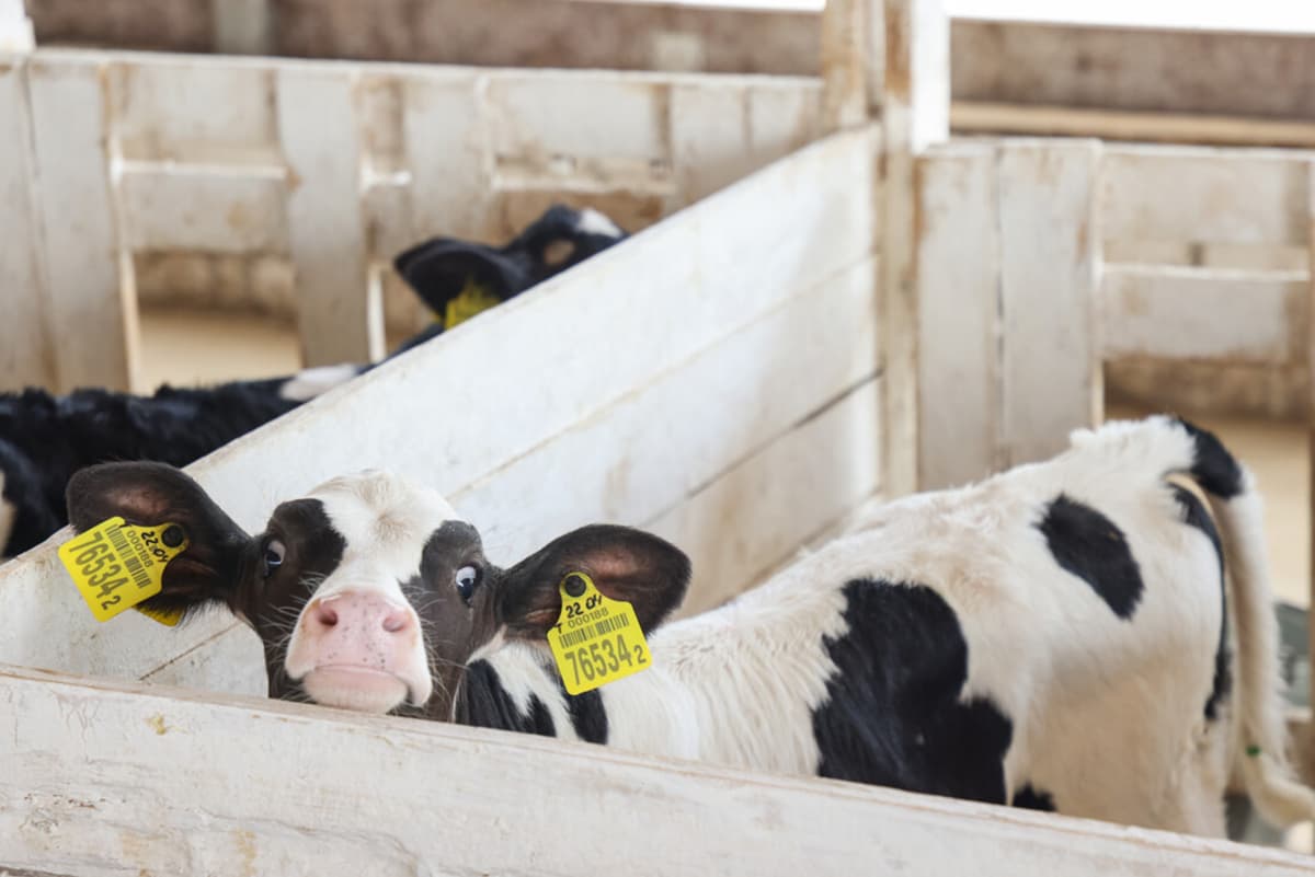 More than 530 calf dispensaries have been put into operation in Belarus since the beginning of the year