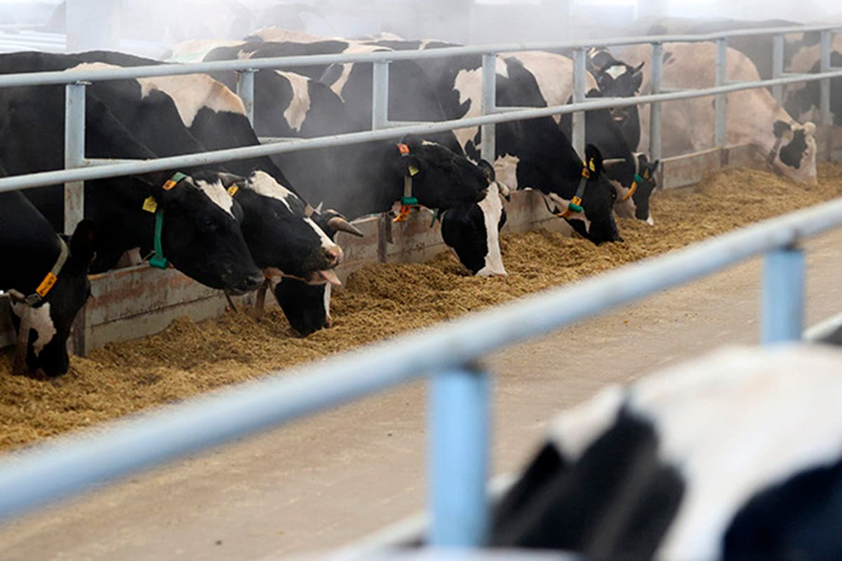 New facilities, technologies and discipline. Kushnarenko - on an integrated approach to solving problems of livestock farming