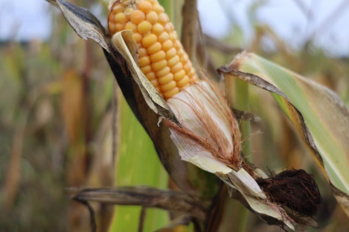October dictates tough deadlines for farmers: how rural workers cope with this challenge
