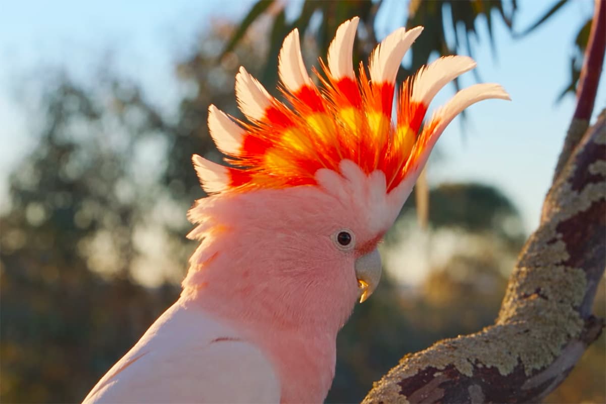 Pink cockatoo