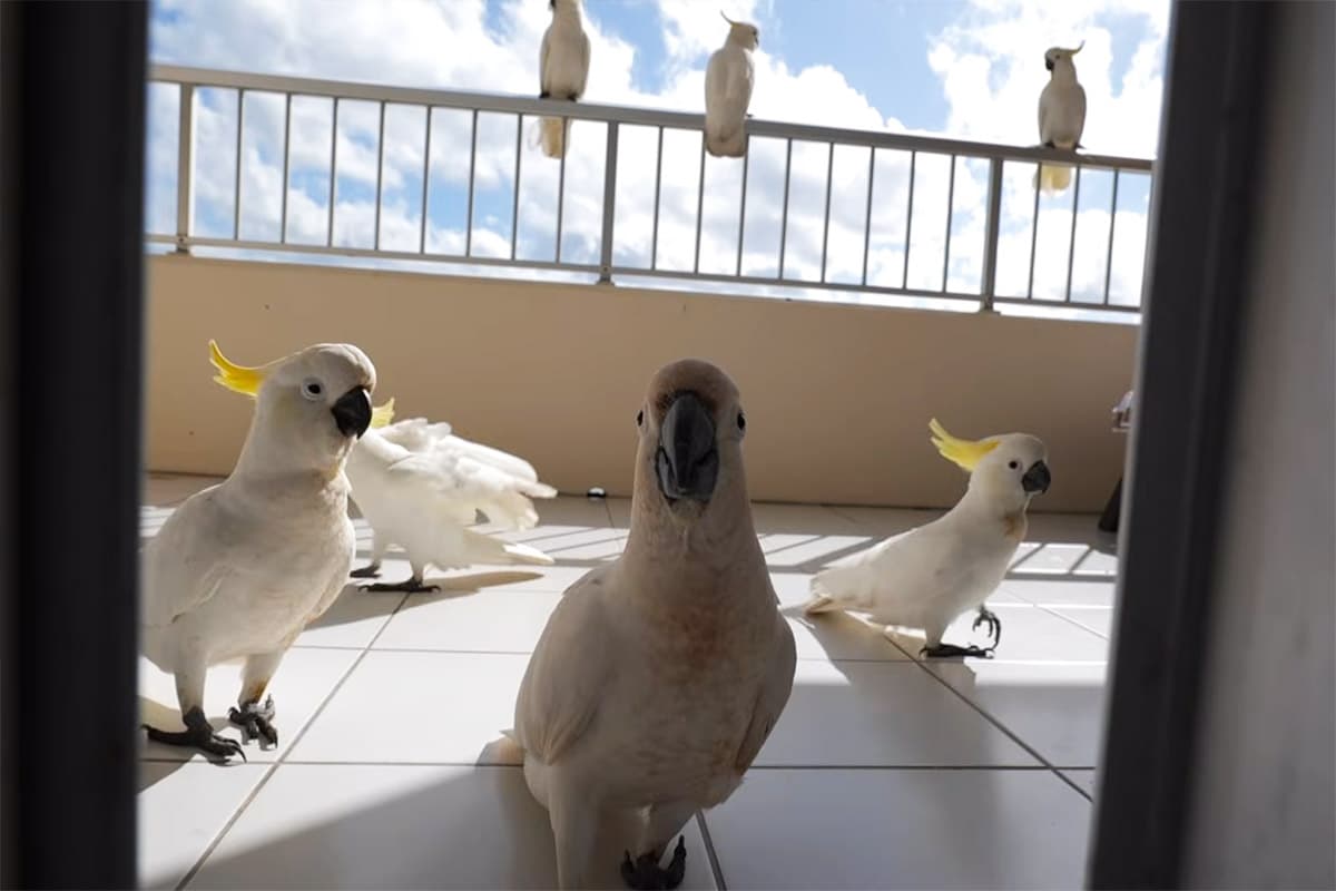 Big yellow-chopped cockatoo