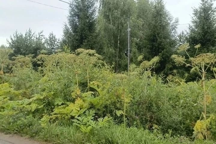 In Vyaznikovsky district, the Prosecutor’s office demanded to destroy the thickets of hogweed
