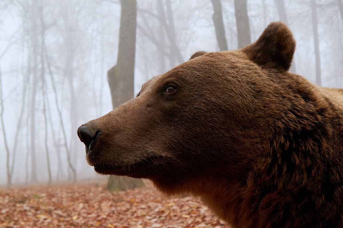 NAO authorities told about the situation with bears in the region