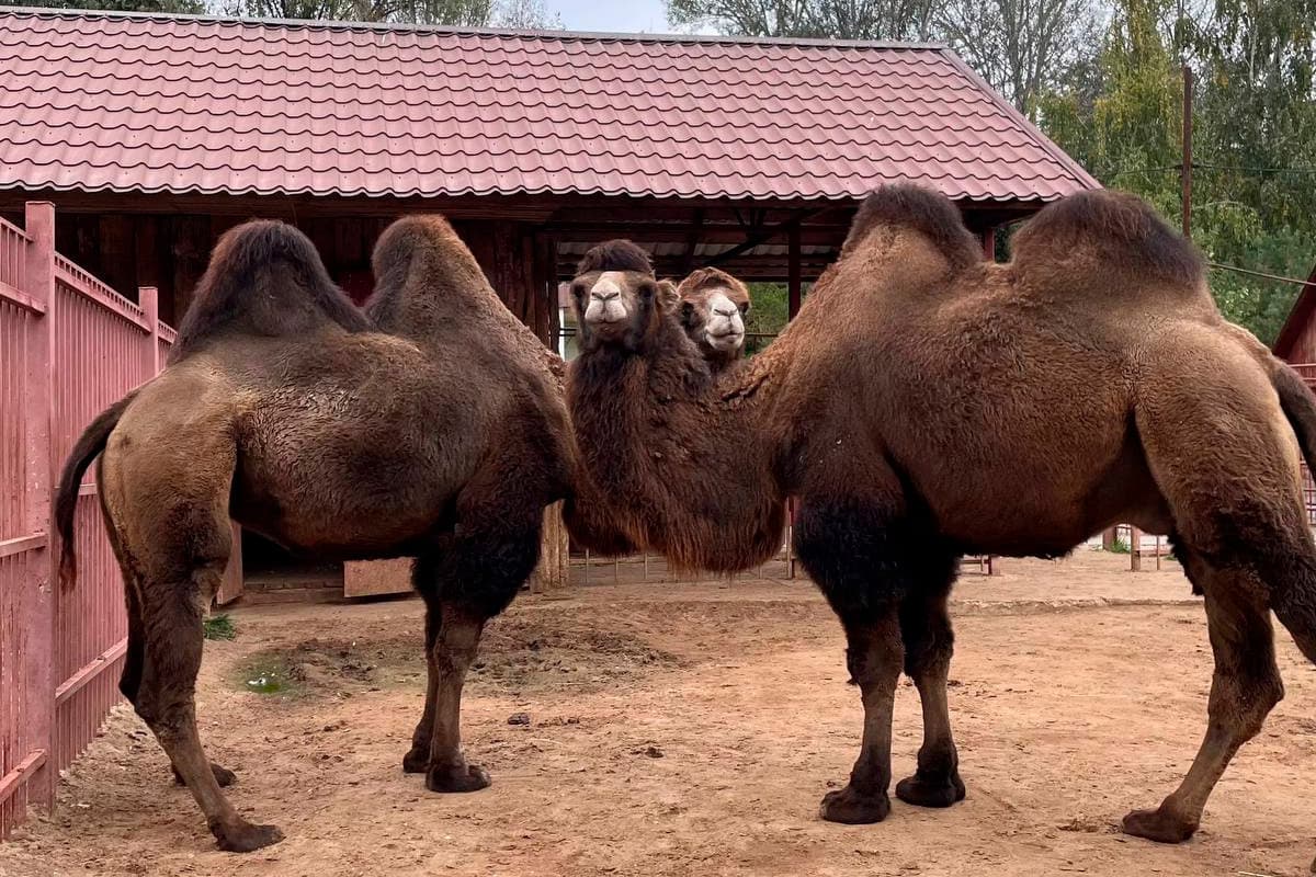Lipetsk camels insulated to frosts