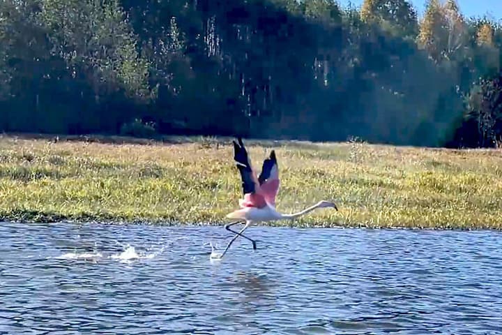 Vladimir pescadores encontraron un flamenco exótico en el lago