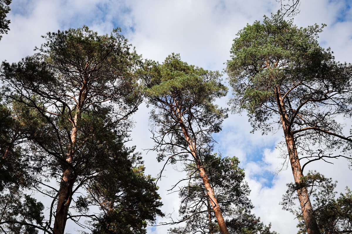 Cinco personas perdieron su camino en los bosques belarusos – todos encontrados
