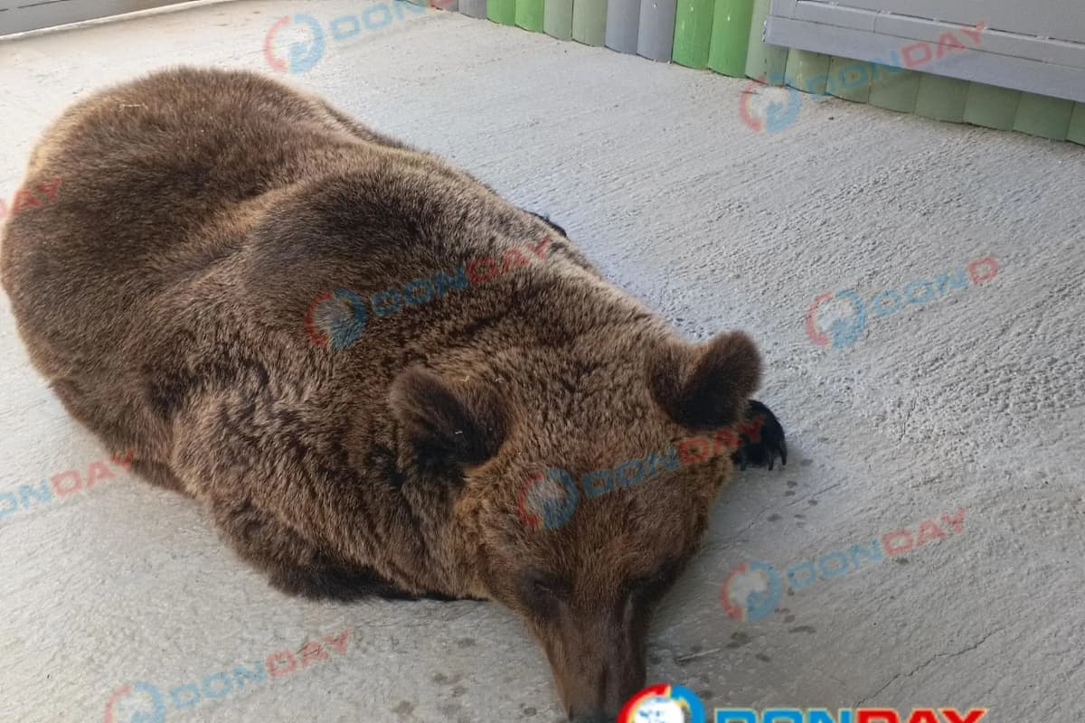 Masha and Dasha from the “hellish” zoo of Rostov never slept in winter