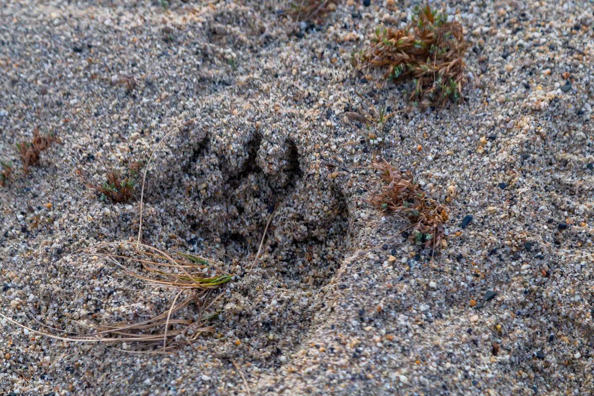 The bear wandered into the botanical garden on Sakhalin