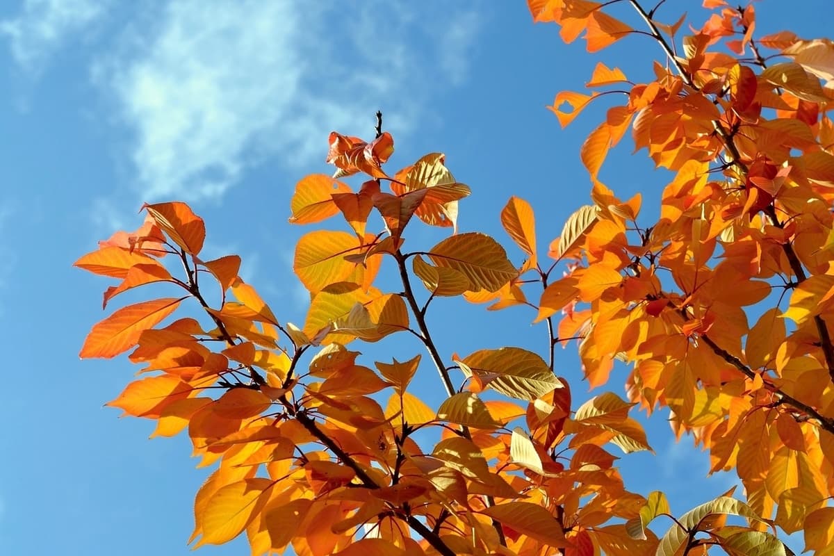 Wet snow and strong wind: weather forecast for Tomsk region on October 7