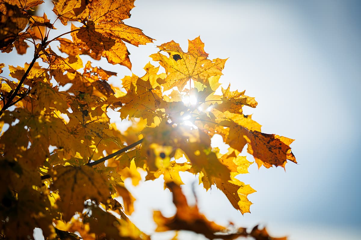 Weather in Belarus on October 8: mostly without precipitation and from +5 °C to +25 °C