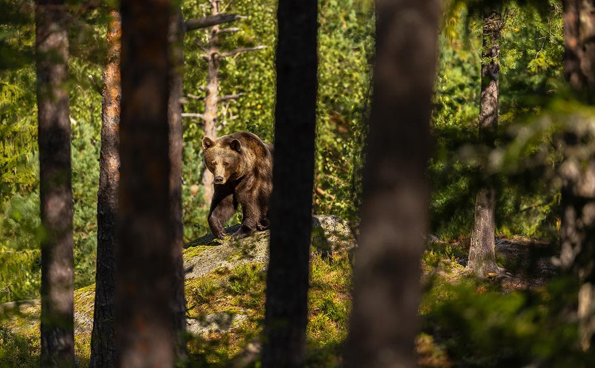 In Magadan will conduct an inspection after reports of a dug bear grave