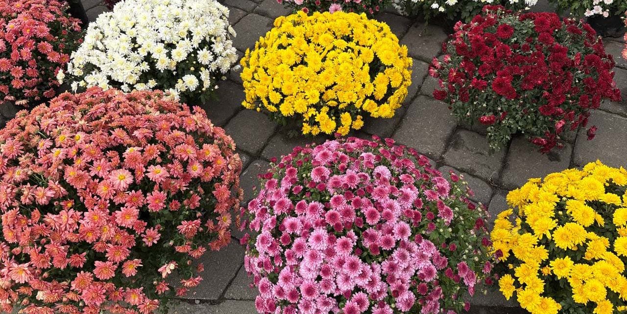 Autumn chrysanthemums at the agricultural fair in Minsk