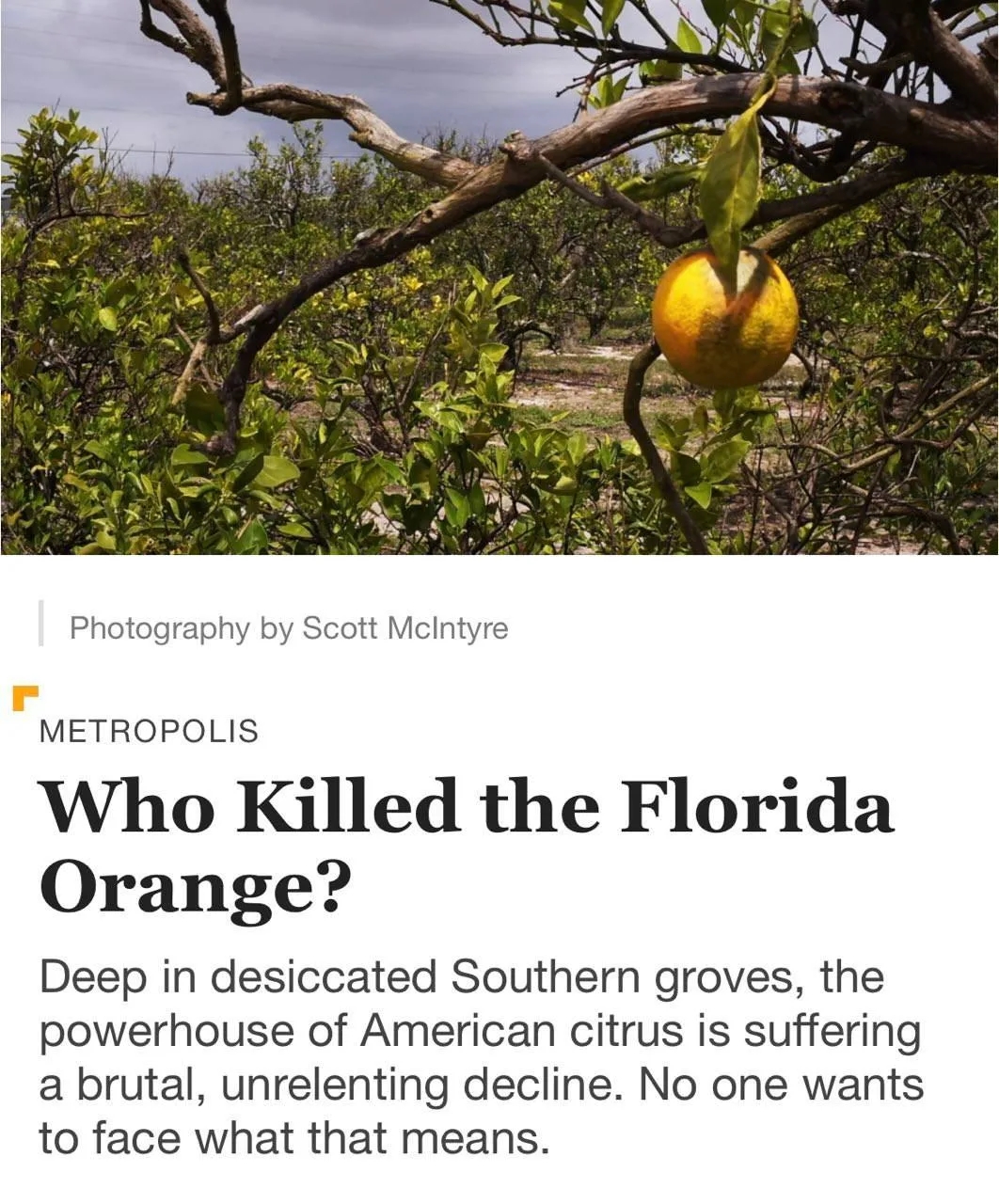 На мир надвигается дефицит апельсинов