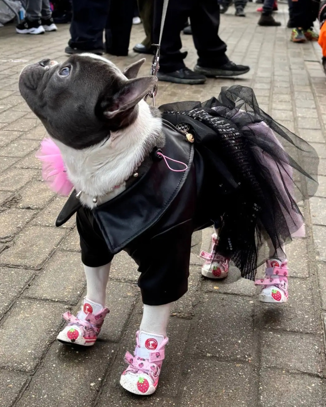 Парад французских бульдогов прошёл в Воронцовском парке в Москве.